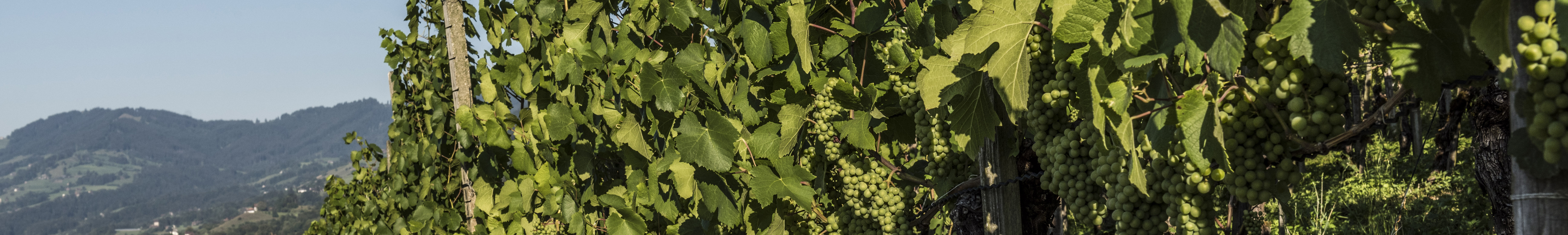 Änderung / Bestellung